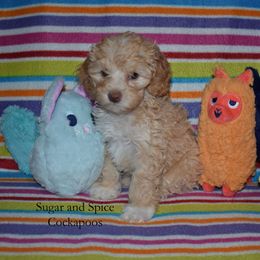 Bryn - Cream female Cockapoo puppy in Hopkins, South Carolina from Sugar and Spice Cockapoos