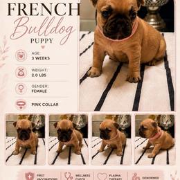 Girl 2 - Fawn female French Bulldog puppy in Waldorf, Maryland from Holistic Frenchies