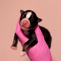 Rocky - Black tri-color male Australian Shepherd puppy in Orlando, Florida from Skaky Shepherds