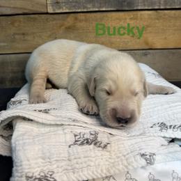 Third Pick - Light golden male Golden Retriever puppy in Kimberly, Idaho from Burr Oak Hills Kennel