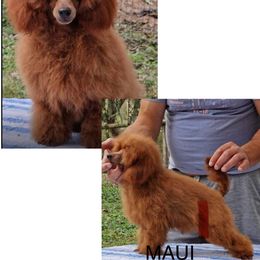 Maui - Poodle