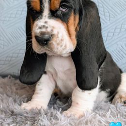 Happy - Black brown and white male Basset Hound puppy in Polson, Montana from BeautyBea's Flathead Lake Bassets