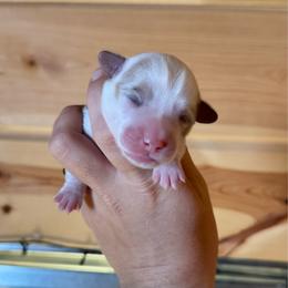 Smarty Pants - 1800 - Full Fluffy - Red female Pembroke Welsh Corgi puppy in Rozet, Wyoming from Hayday Ranch Corgis