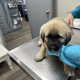 Anatolian Shepherd Dog Puppies from Smithville Hay Livestock Guardian Dogs
