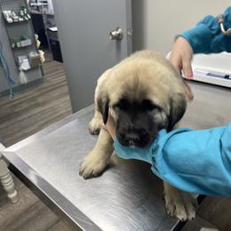 Anatolian Shepherd Dog Puppies from Smithville Hay Livestock Guardian Dogs
