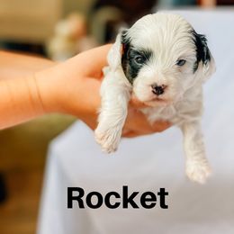 Cavapoo and Poodle Puppies from Poodles Plus