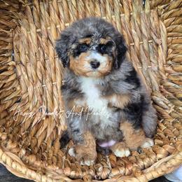 Galaxy - Blue merle female Bernedoodle puppy in Cleveland, Georgia from Jam's Doodles And Poodles
