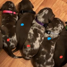 Dachshunds from Hoop's Dachshund