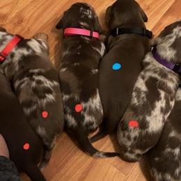 Dachshunds from Hoop's Dachshund