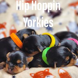 Yorkshire Terrier Puppies from Hip Hoppin Yorkies
