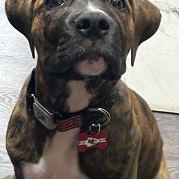 American Bulldog Puppies from Genesis American Bulldogs