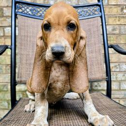 Zion - White male Colombian Fino Hound puppy in Kingston, Tennessee from Fino Hounds USA