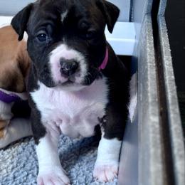 Pink colar - Black female American Staffordshire Terrier puppy in Cloverdale, Indiana from Woodshire American Staffordshire Terrier’s