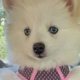 Pomsky Puppies from Granite State Pomskies