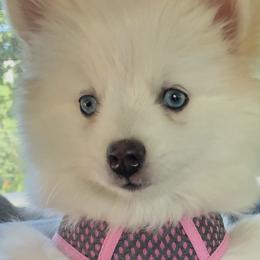 Pomsky Puppies from Granite State Pomskies