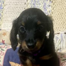 Dachshunds from JandGDachshunds in South Dakota