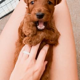 Irish Doodle Puppies from Foxrun Litters