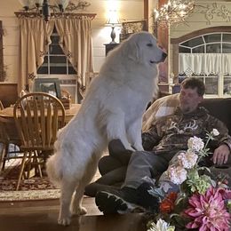 Sienna  - Great Pyrenees