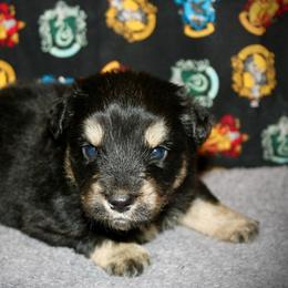 Texas - Black tri-color male Australian Shepherd puppy in El Dorado Springs, Missouri from HP Aussie Kennels