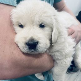 Golden Retriever Puppies from Valiant Goldens