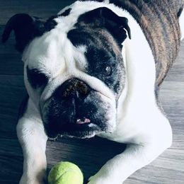 Bulldogs from Dee Anne Jordan's Bulldogs