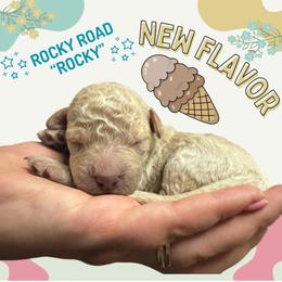 Rocky - (rocky road) - Gold male Bordoodle puppy in Canfield, Ohio from Poo's Doo's & Inu's