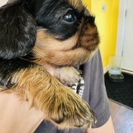 Cavalier King Charles Spaniel Puppies from Solheimar