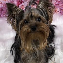 Eevie - Yorkshire Terrier