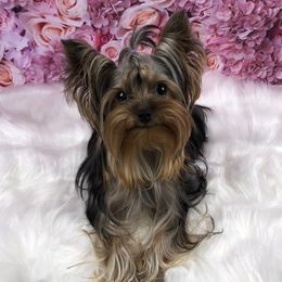 Eevie - Yorkshire Terrier