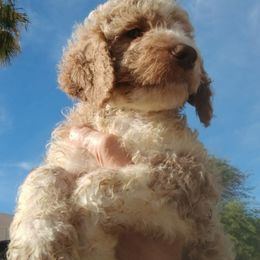 Charlie - Tri-color male Labradoodle puppy in Henderson, Nevada from Hills labradoodles