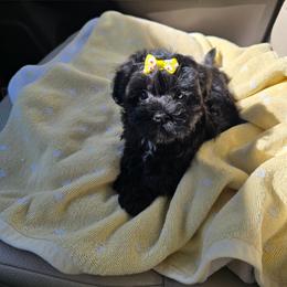 Prada - Black & white female Maltipoo puppy in Washington from Mt.BakerPoodles&Doodles
