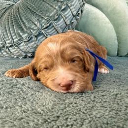 Sky - Caramel male Australian Labradoodle puppy in Citrus Heights, California from Elite Blend Labradoodles