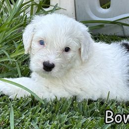 BowPeep - Sheepadoodle puppy in California from Sheepadoodles of Orange County