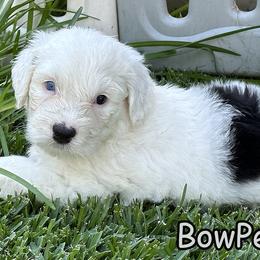 BowPeep - Sheepadoodle puppy in California from Sheepadoodles of Orange County