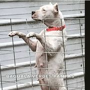 Sasha  - Dogo Argentino