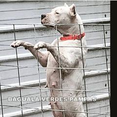 Sasha  - Dogo Argentino