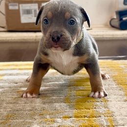 Yellow Collar - Lilac tri-color female American Bully puppy in Mansfield, Texas from Eleven:11 Kennels
