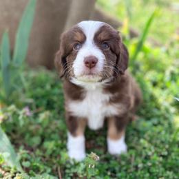 Cooper (AKC and ASDR) - Red tri-color male Miniature American Shepherd puppy in Stockton, Missouri from Kizmit Farmz