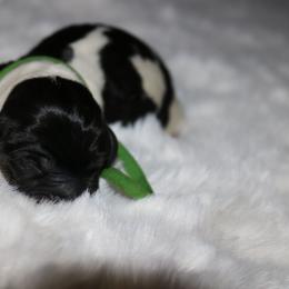 Green - Piebald male Dachshund puppy in Peebles, Ohio from Cave Valley Hounds