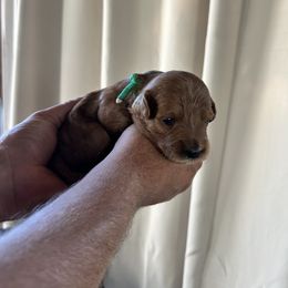 Jess - Red  female Goldendoodle puppy in China Grove, North Carolina from Lasting Legacy Family Dogs