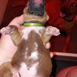 Rhodesian Ridgeback Puppies from Bold Move Rhodesian Ridgebacks