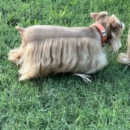 Miniature Schnauzer Puppies from Schnauzers Paradise USA