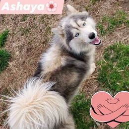 Siberian Husky puppies from April's Huskies