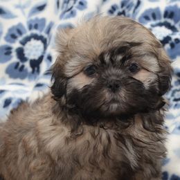 English Springer Spaniels and Shih Tzus from SarMel