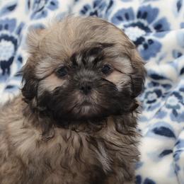 English Springer Spaniels and Shih Tzus from SarMel