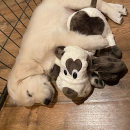 Goldendoodle and Golden Retriever Puppies from Angelic Goldens