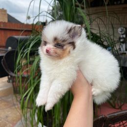 Pomeranian Puppies from Glow Up Pomeranians