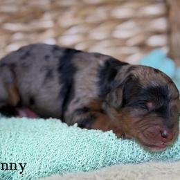 Sunny - Blue merle female Aussiedoodle puppy in Henry, Illinois from Rowe Farms Doodles