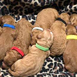 Goldendoodles from Anchorage Doodles