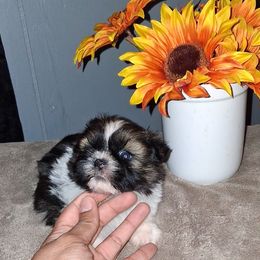 Boy 2 - Black gold and white male Shih Tzu puppy in Birmingham, Alabama from K&D kennels